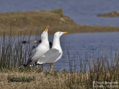 Les Mouettes Amoureuses Villa Louannec Екстериор снимка